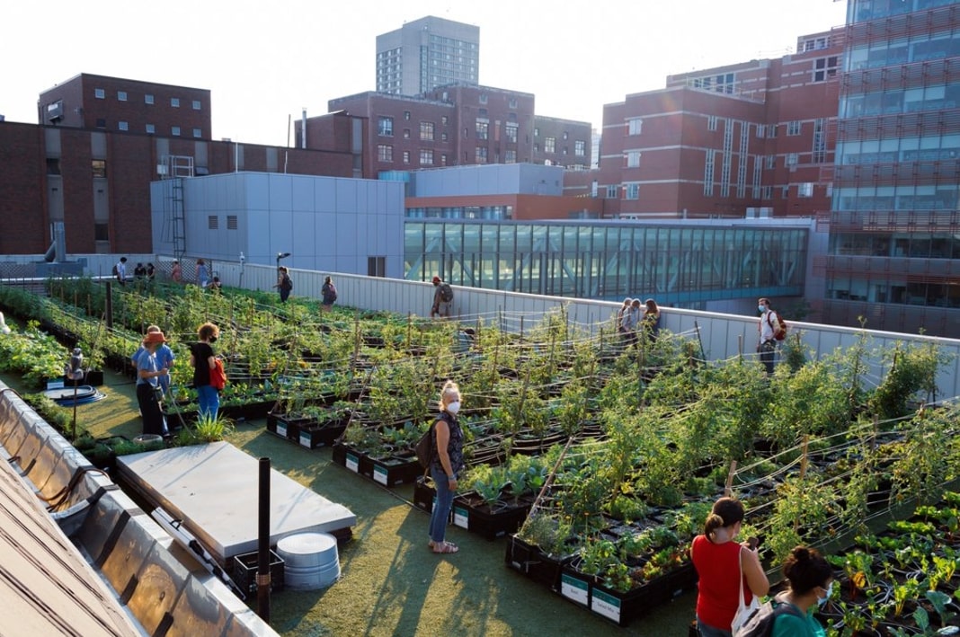  Boston Medical Center Rooftop Farm 