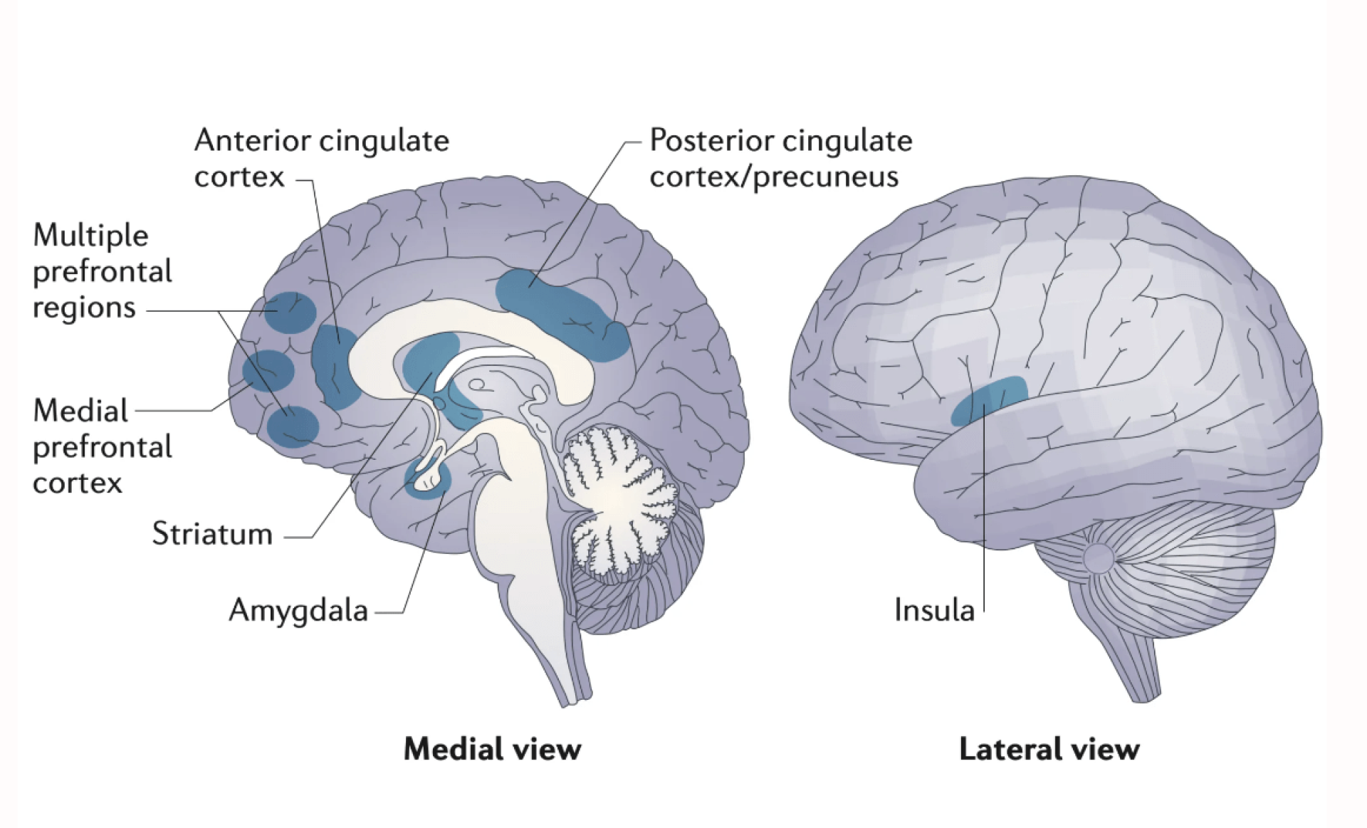 Human brain diagram
