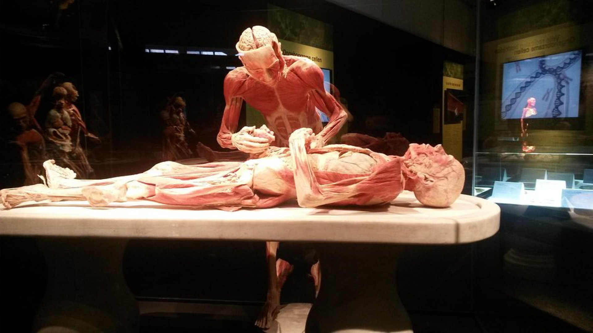 Body Worlds, Gunther von Hagens, 2011