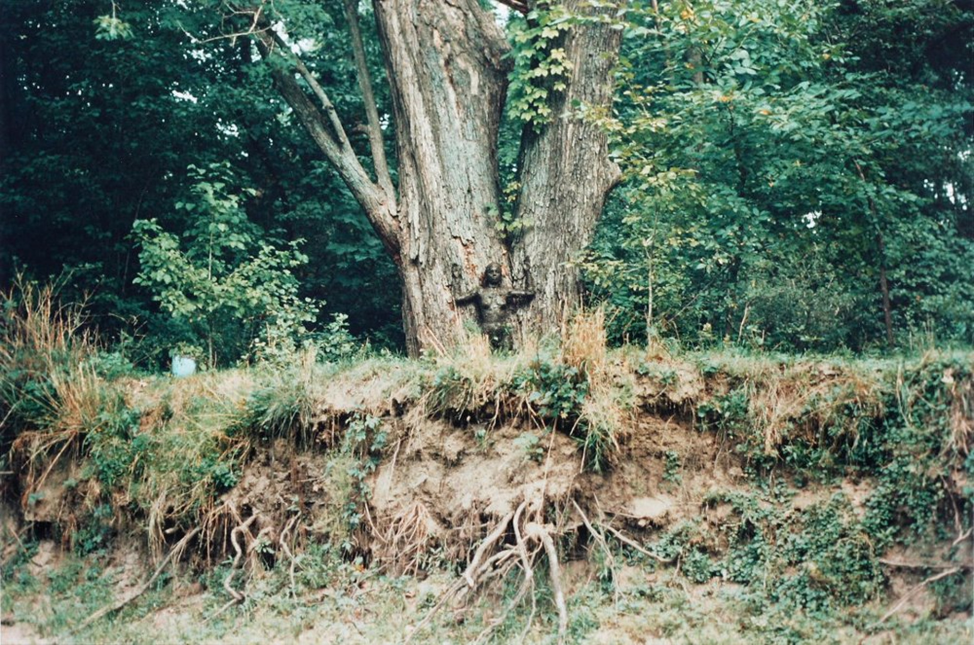 Tree of life, Ana Mendieta, 1976